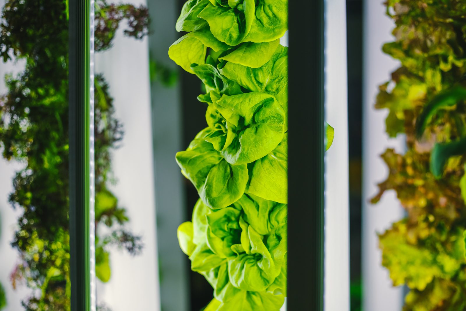Placeholder photography of an indoor living wall on white vertical columns, representative of Metro Duo pending real product shots