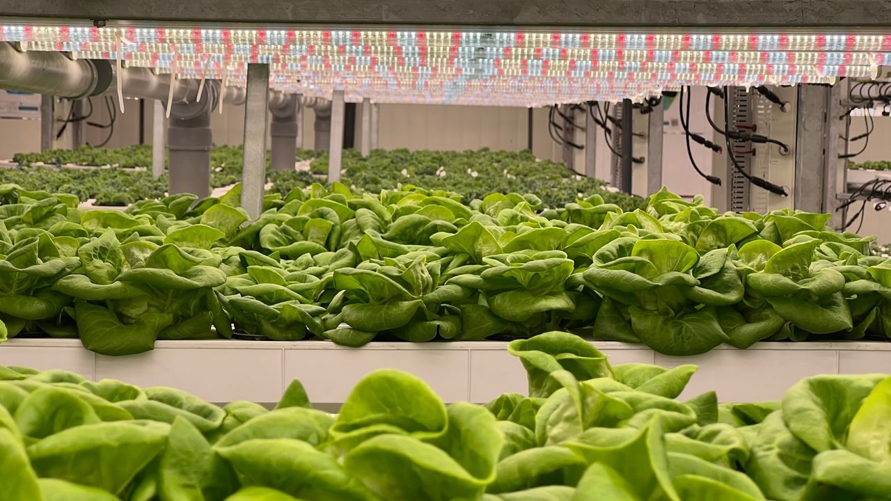 Hydroponic lettuce growing in channels, representative of leafy greens grown in a MetroFarms container