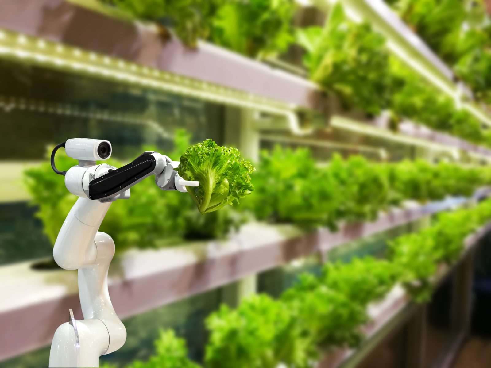 Robotarm die rijen bladgroenten verzorgt in een geautomatiseerde verticale boerderij, representatief voor de autonome containerboerderij-technologie van MetroFarms
